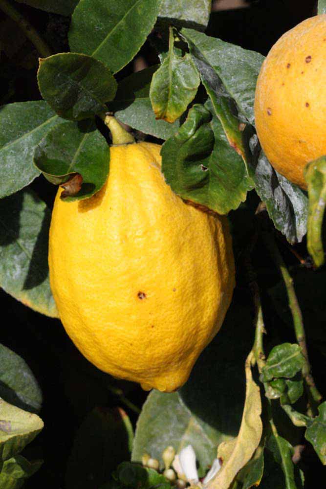                Fruit (S-1, Riverside, CA)       